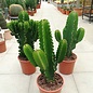 Euphorbia ingens verzweigt