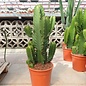 Euphorbia ingens verzweigt