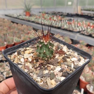 Echinocereus triglochidiatus  SB 1598 Otero Co. New Mexico    (dw)