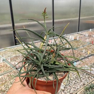 Aloe ciliaris cv. Aureiflora