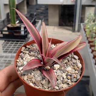 Cryptanthus bivittatus cv. Ruby Red