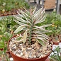 Pedilanthus tithymaloides cv. compacta variegata
