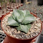 Agave potatorum v. verschaffeltii cv. Shoji Rajin Mediopicta-Alba