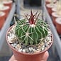 Stenocactus ochoterenaus