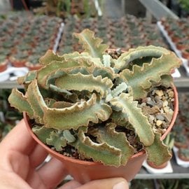 Kalanchoe Uhlig Kakteen More Than 5 000 Different Species