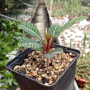 Euphorbia leuconeura