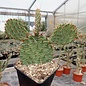 Opuntia macrorhiza cv. Apricot      (dw)