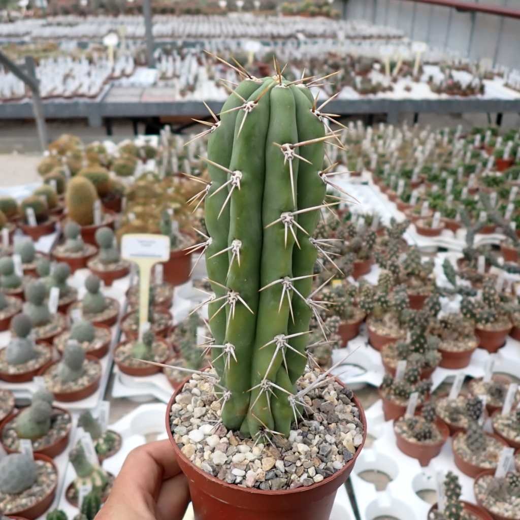 Trichocereus peruvianus /トップカット / 1kg 専用 1kg Trichocereus