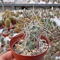 Tephrocactus hossei