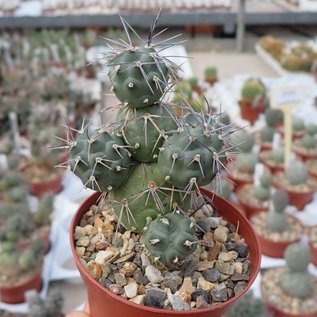 Tephrocactus alexanderi v. alexanderi