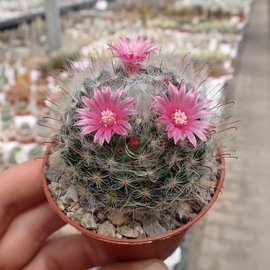 Mammillaria bocasana