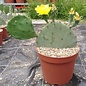 Opuntia cv. Große von Aldingen       (dw)