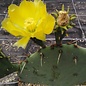 Opuntia cv. Große von Aldingen       (dw)