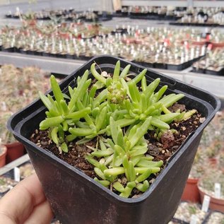 Delosperma cv. Red Fire       (dw)