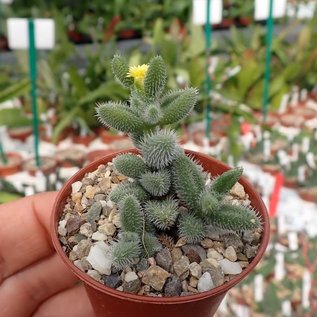 Delosperma echinatum