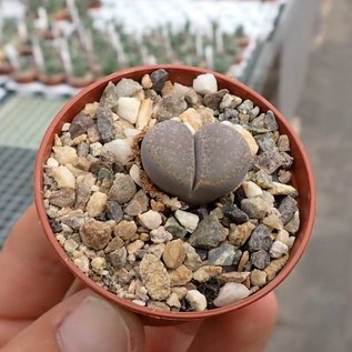 Lithops terricolor