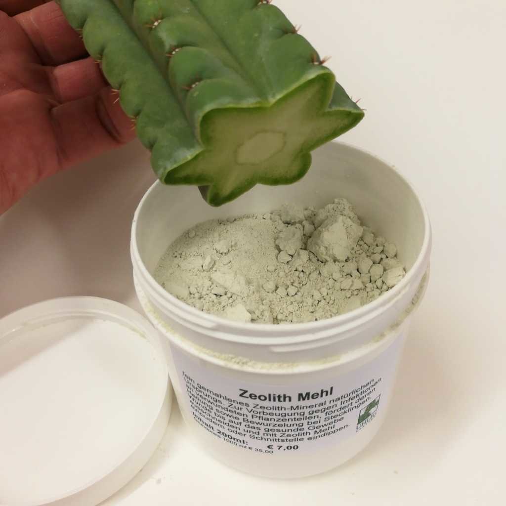 La zeolite: inerte per la coltivazione dei cactus – CactusFollia