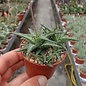 Aloe descoingsii    Madagaskar, Tulear, Kalkstein-Hügel   CITES