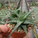 Aloe descoingsii    Madagaskar, Tulear, Kalkstein-Hügel   CITES