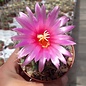 Thelocactus ehrenbergii