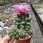 Thelocactus ehrenbergii