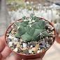 Thelocactus tulensis SB 973 v. bueckii Galeana, Nuevo Leon, Mexiko