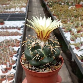 Coryphantha elephantidens   Mexiko