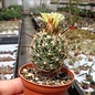 Coryphantha delaetiana