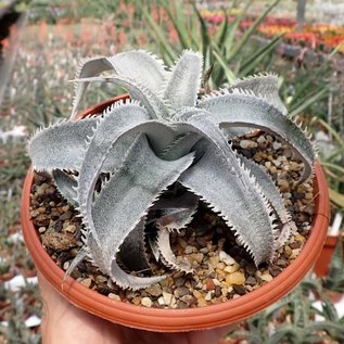 Dyckia marnier-lapostollii v. estevesii HU 005