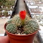 Rebutia jujuyana   Terma de Reyes, Argentinien, 1900 m, (syn. Aylostera)