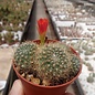 Rebutia jujuyana   Terma de Reyes, Argentinien, 1900 m, (syn. Aylostera)