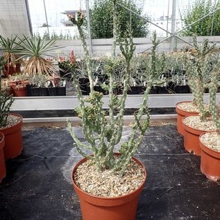 Cylindropuntia kleiniae       (dw)