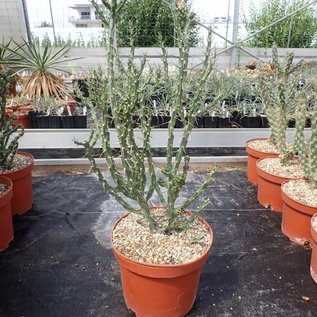 Cylindropuntia kleiniae       (dw)