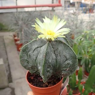 Astrophytum myriostigma fo. glabrum cv. Fukuryu