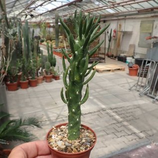 Austrocylindropuntia subulata