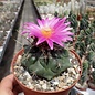 Thelocactus tulensis v. matudae