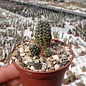 Rebutia steinmannii v. cincinnata WK 1253 34 km nördl. Camargo, 3500 m