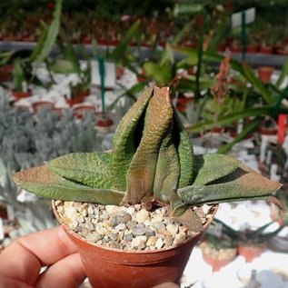 Gasteria brevifolia