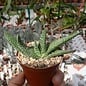 Gasteria carinata