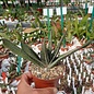 Gasteria-Hybr. Little Warty