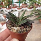 Gasteria liliputana