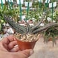 Gasteria verrucosa