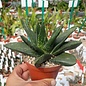 Gasteria-Hybr. Black Boy