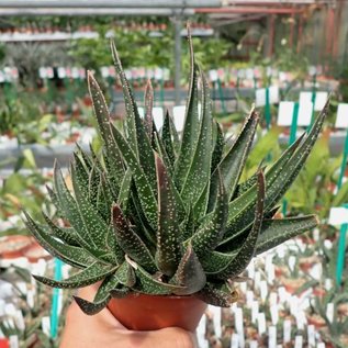 Gastrolea Gasteria verrucosa x Aloe haworthioides