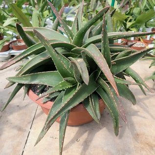 Gastrolea Gasteria croucheri x Aloe mitriformis
