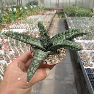 Gasteria batesiana