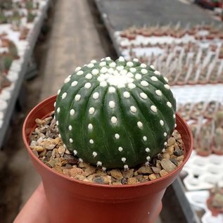 Notocactus uebelmannianus cv. Inermis