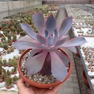 Echeveria cv. Cante-Hybr.