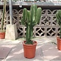 Euphorbia cv. candelabrum