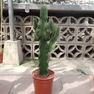 Euphorbia cv. candelabrum